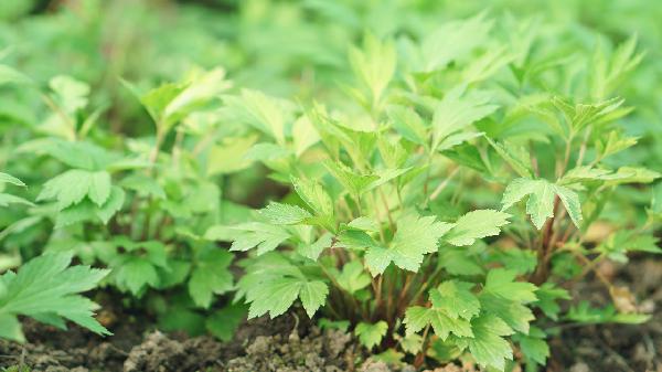 蒜苔怎样保存新鲜？